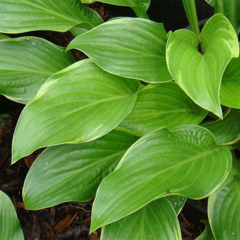 Hosta Fragrant Fire - Garten-Funkie (Laub)