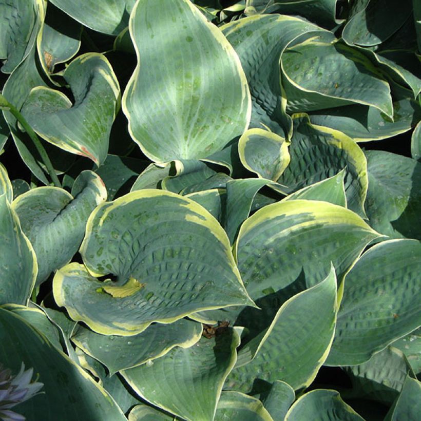 Hosta Dimples - Garten-Funkie (Laub)