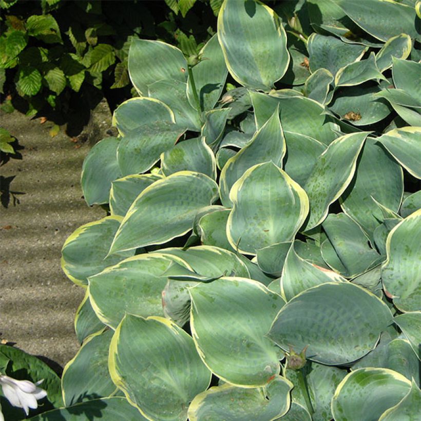 Hosta Dimples - Garten-Funkie (Hafen)