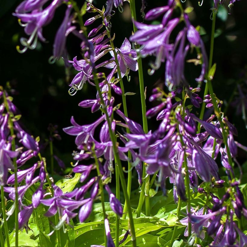 Hosta Gold Edger - Garten-Funkie (Blüte)