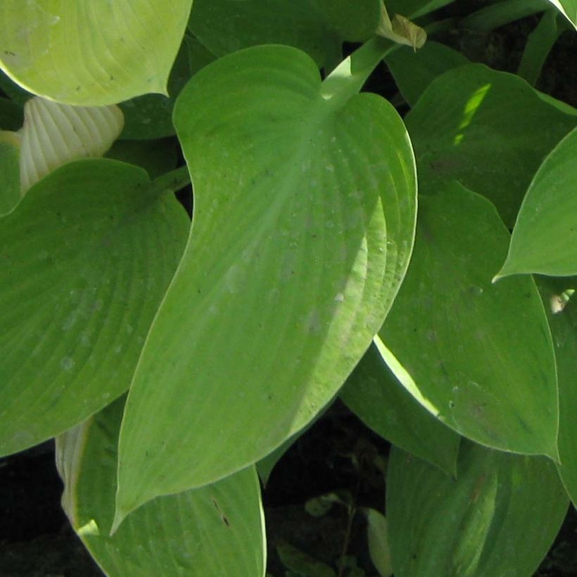 Hosta Gold Regal - Garten-Funkie (Laub)