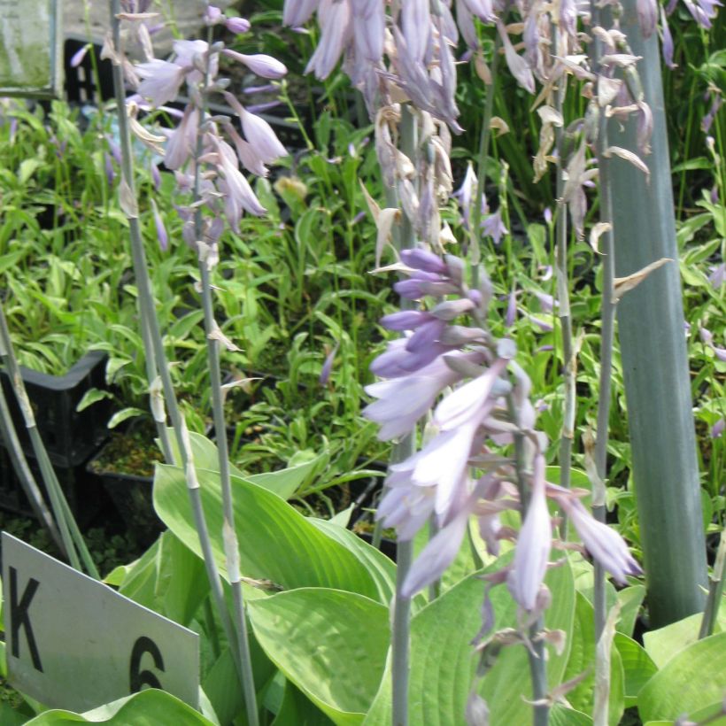 Hosta Gold Regal - Garten-Funkie (Blüte)