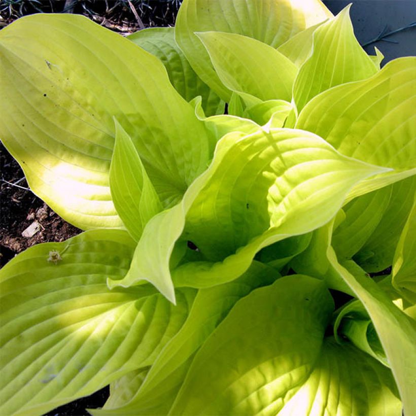 Hosta Golden Prayers - Garten-Funkie (Laub)