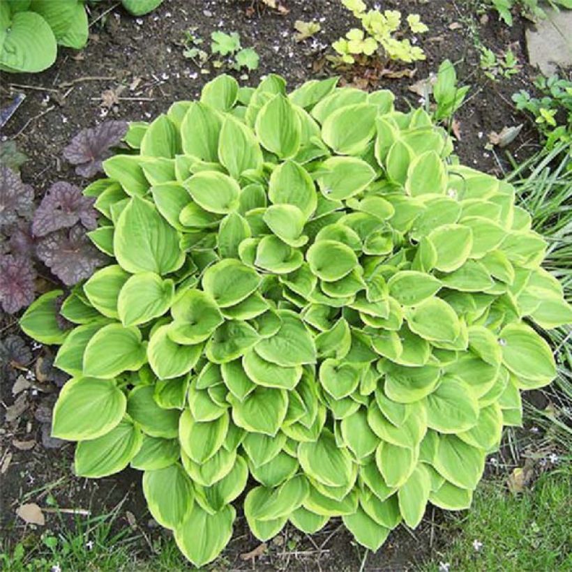 Hosta Golden Tiara - Garten-Funkie (Laub)