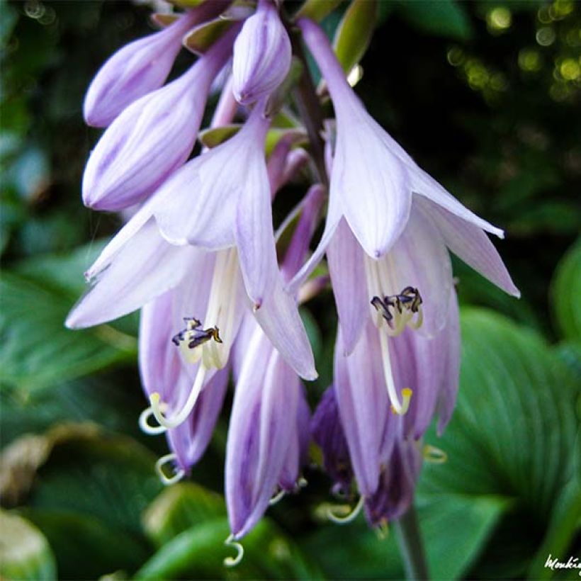 Hosta Golden Tiara - Garten-Funkie (Blüte)