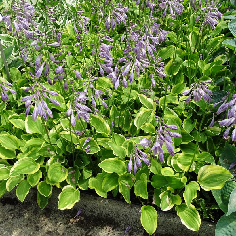 Hosta Golden Tiara - Garten-Funkie (Hafen)