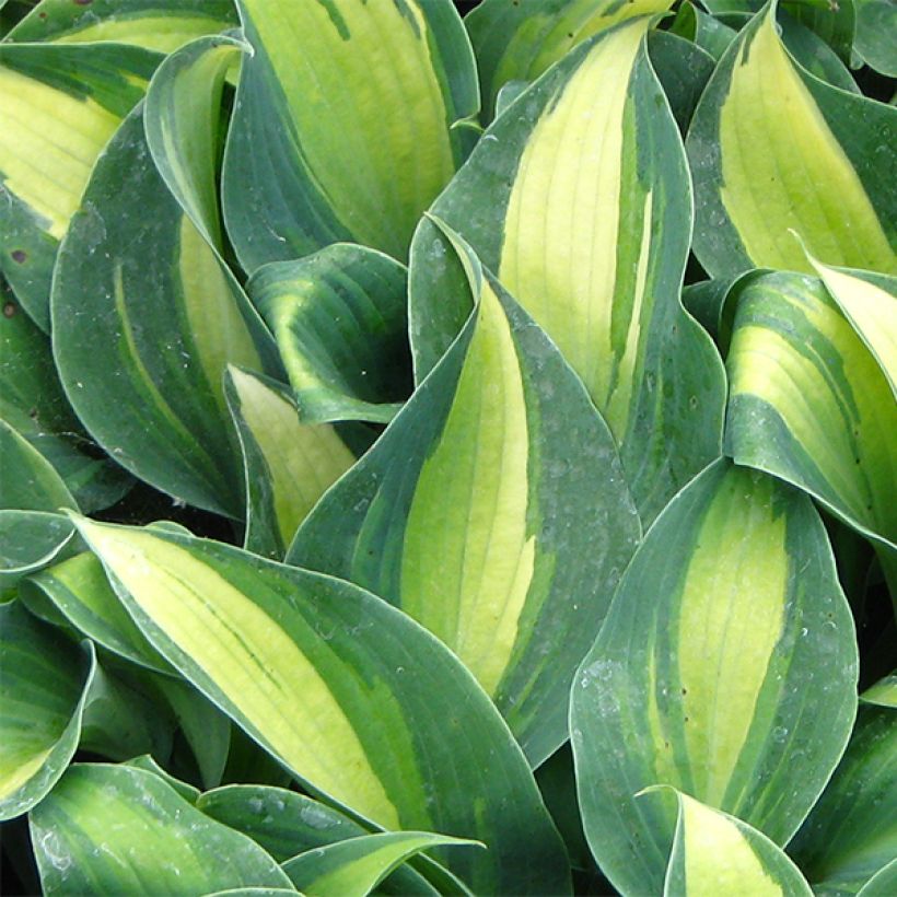 Hosta Grand Marquee - Garten-Funkie (Laub)