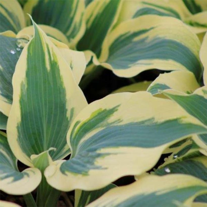 Hosta Great Escape - Garten-Funkie (Laub)