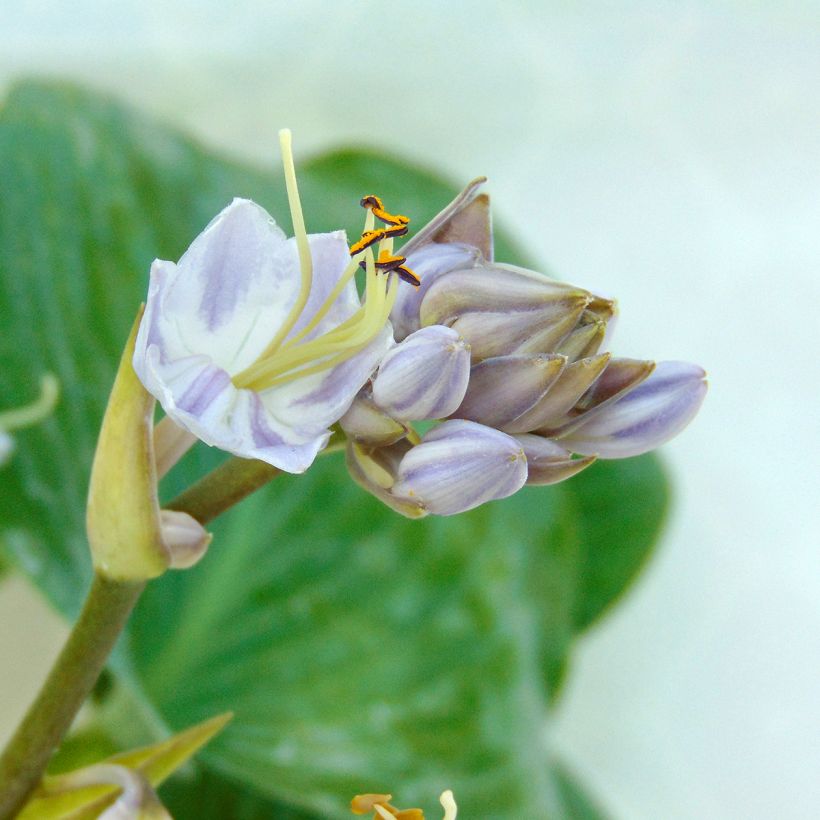 Hosta tardiana Halcyon - Garten-Funkie (Blüte)