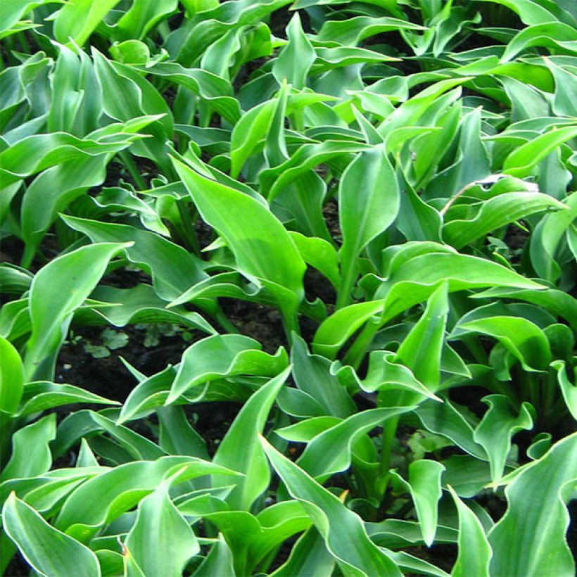 Hosta Harry Van Trier - Garten-Funkie (Laub)