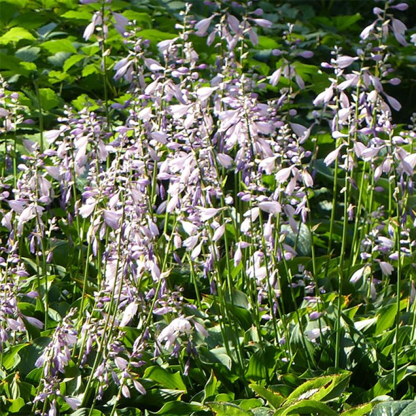 Hosta Harry Van Trier - Garten-Funkie (Blüte)