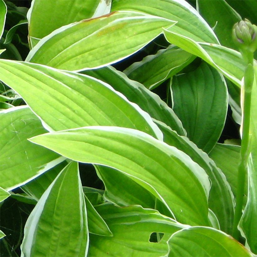 Hosta Herifu - Garten-Funkie (Laub)