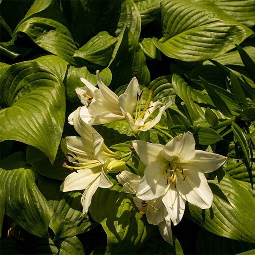 Hosta Honeybells - Garten-Funkie (Laub)