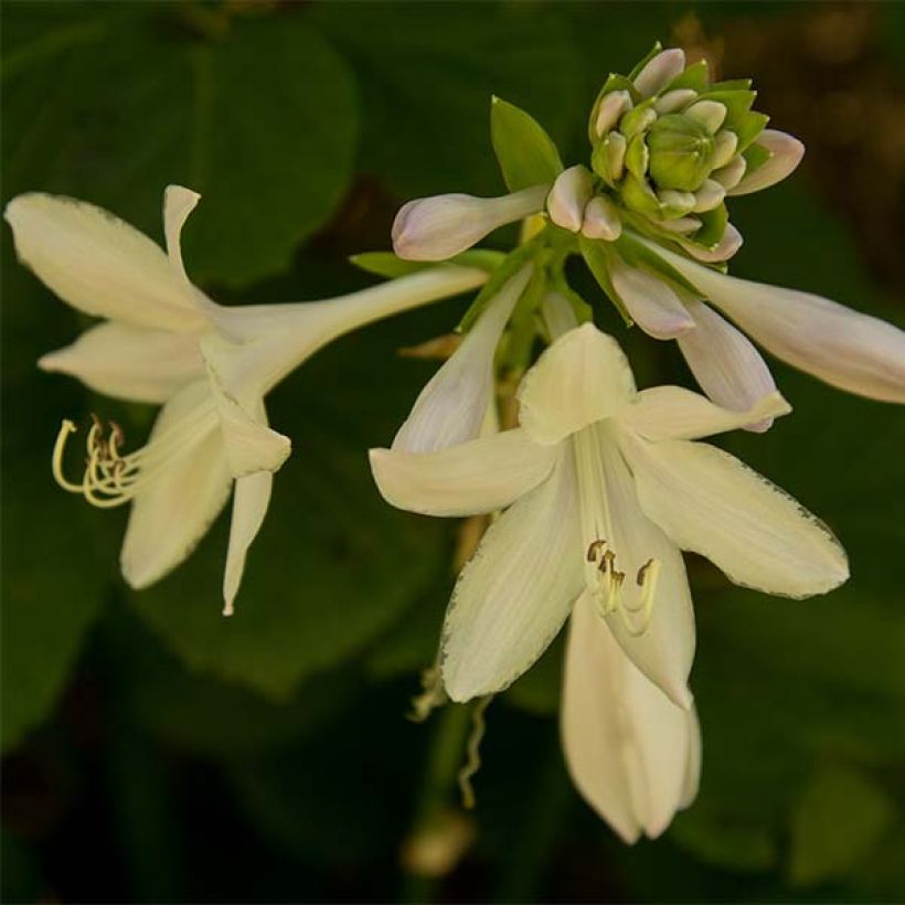 Hosta Honeybells - Garten-Funkie (Blüte)