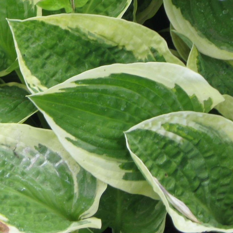 Hosta Honeysong - Garten-Funkie (Laub)