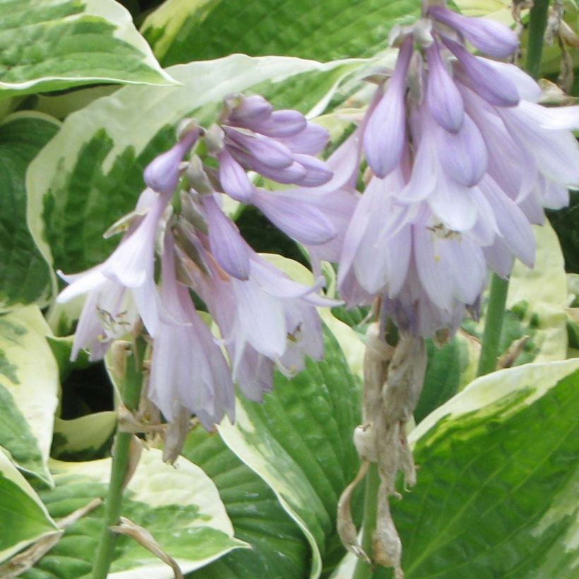 Hosta Honeysong - Garten-Funkie (Blüte)