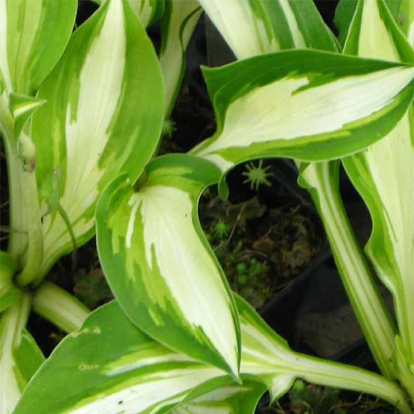 Hosta Joyce Trott - Garten-Funkie (Laub)