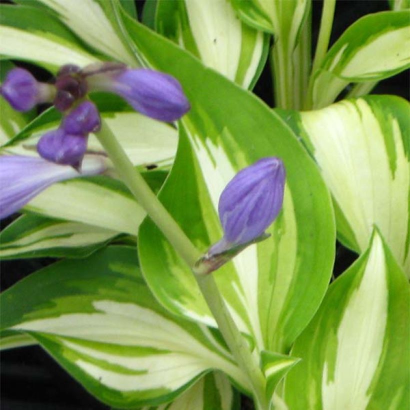 Hosta Joyce Trott - Garten-Funkie (Blüte)