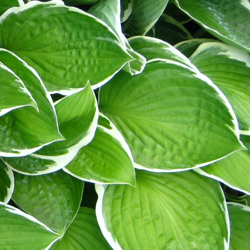 Hosta Julia - Garten-Funkie (Laub)