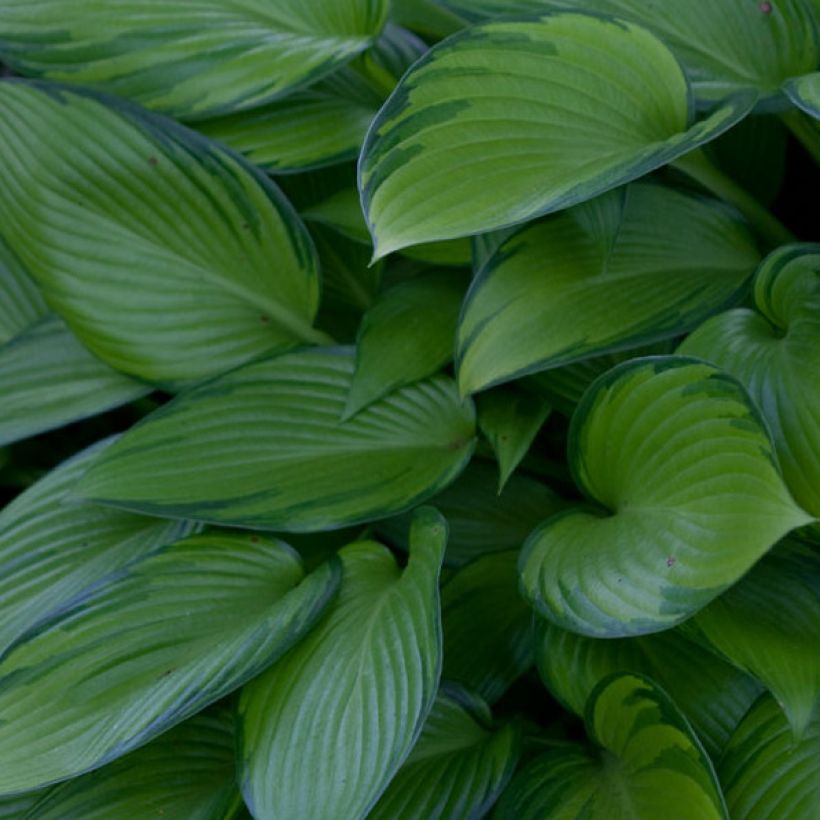 Hosta tardiana June Fever - Garten-Funkie (Laub)