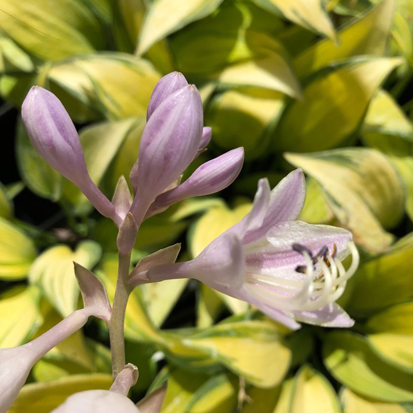 Hosta tardiana June - Garten-Funkie (Blüte)