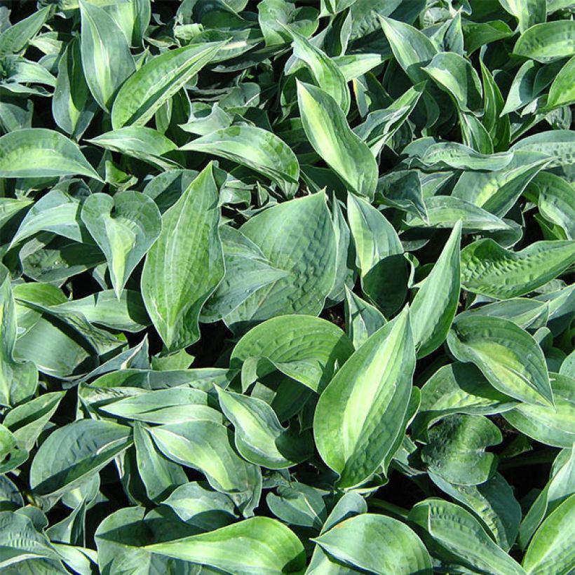 Hosta Kiwi Full Monty - Garten-Funkie (Laub)