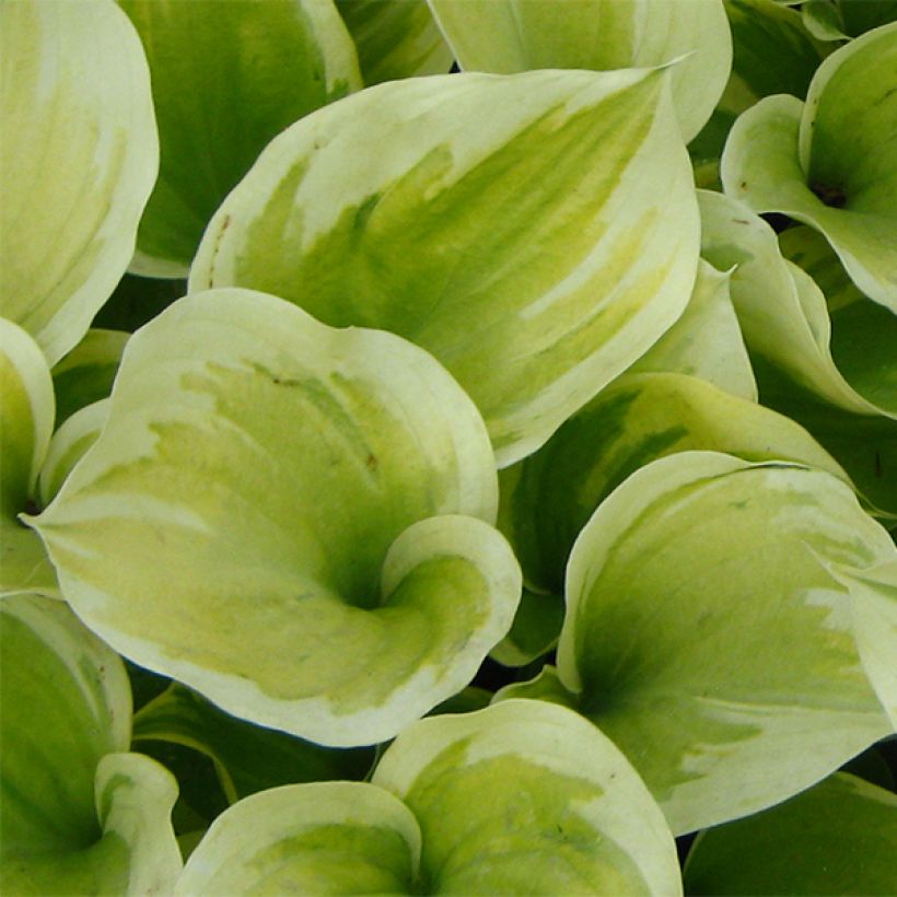 Hosta Liberty - Garten-Funkie (Laub)