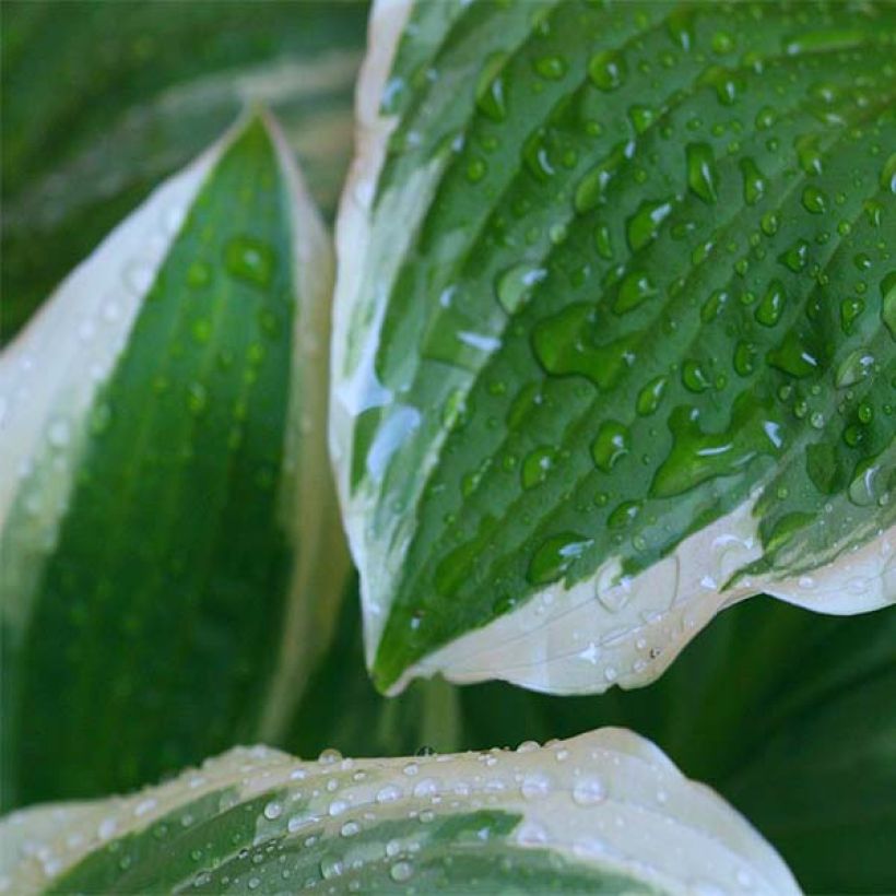 Hosta Minuteman - Garten-Funkie (Laub)