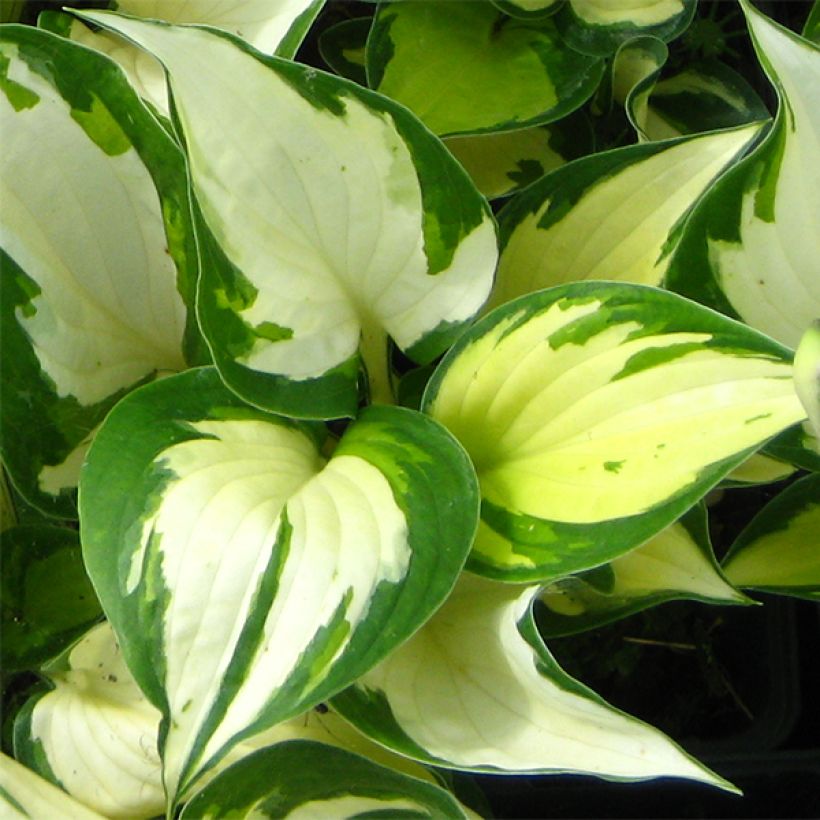 Hosta Morning Light - Garten-Funkie (Laub)