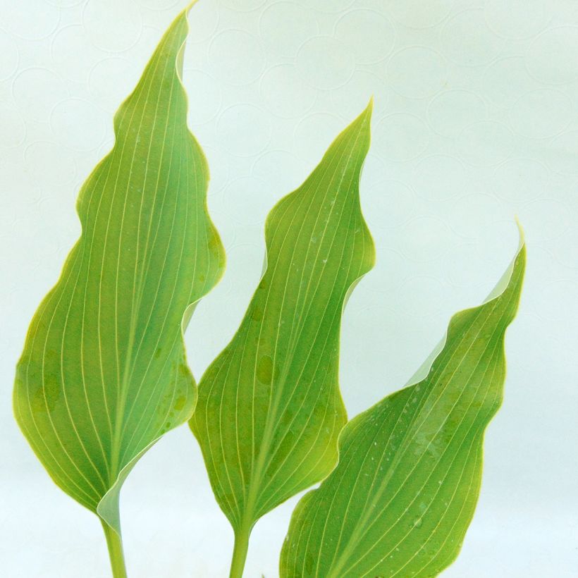 Hosta Neptune - Garten-Funkie (Laub)