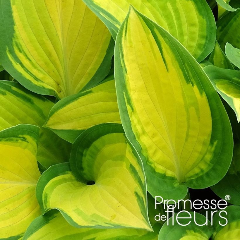 Hosta Orange Marmelade - Garten-Funkie (Laub)