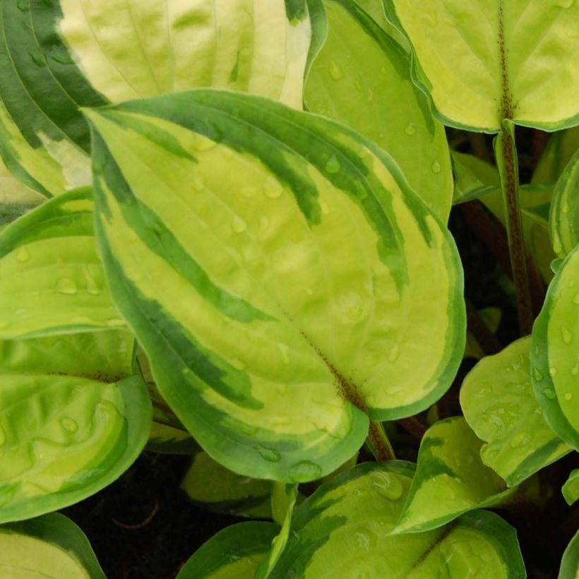 Hosta Paradise Island - Garten-Funkie (Laub)