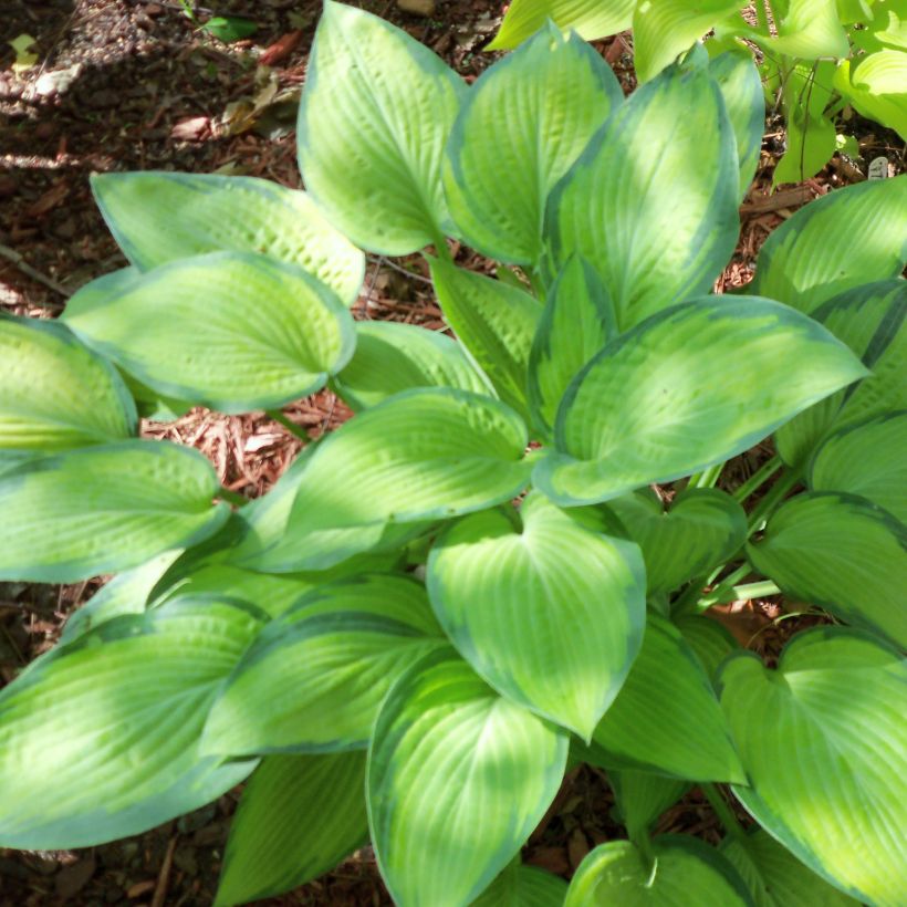 Hosta Paul s Glory - Garten-Funkie (Hafen)