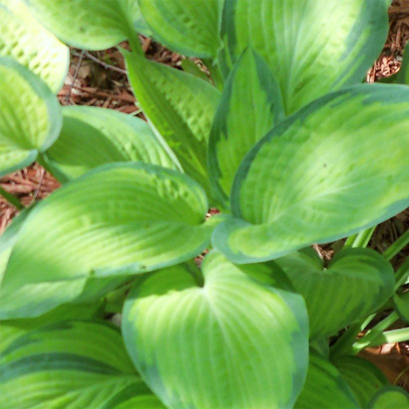 Hosta Paul s Glory - Garten-Funkie (Laub)