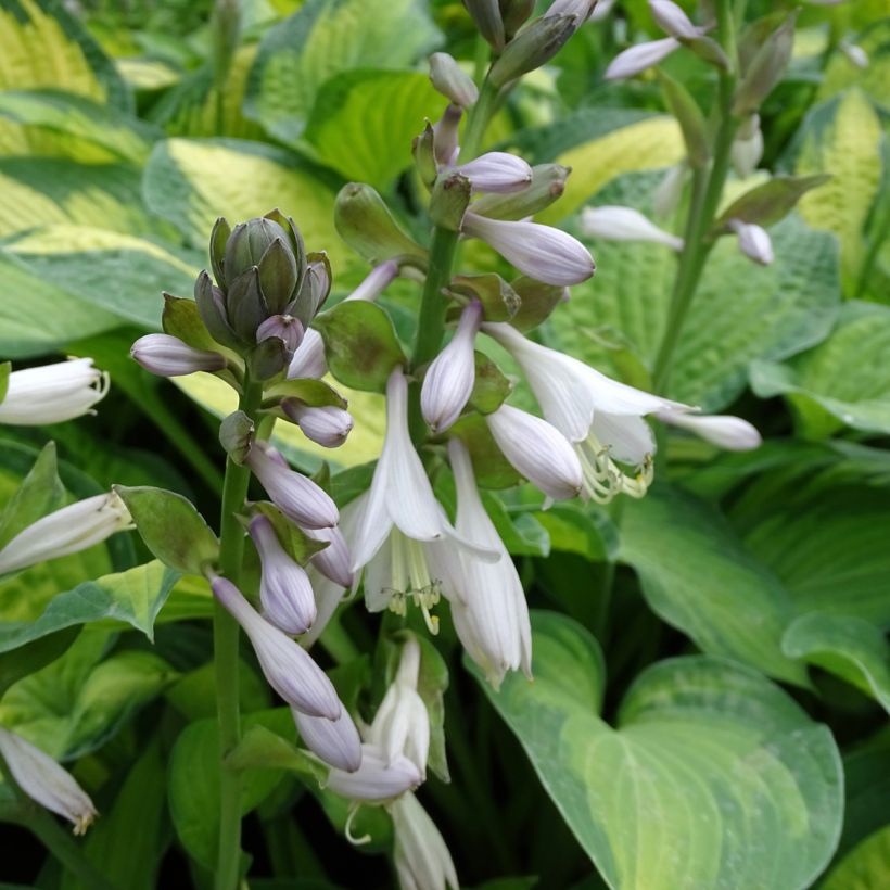 Hosta Paul s Glory - Garten-Funkie (Blüte)