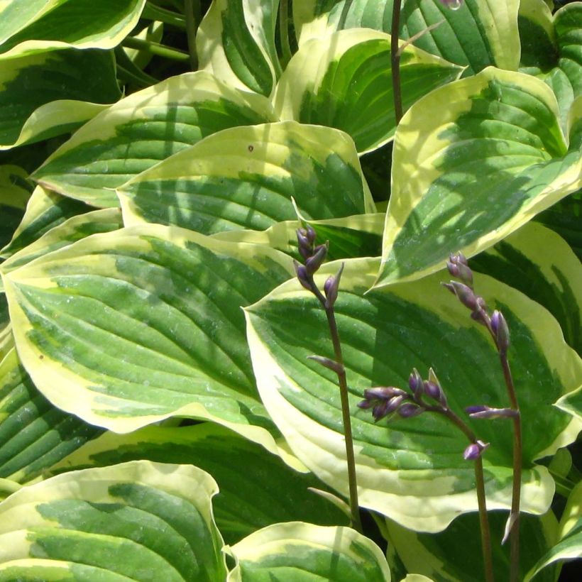 Hosta Pilgrim - Garten-Funkie (Laub)