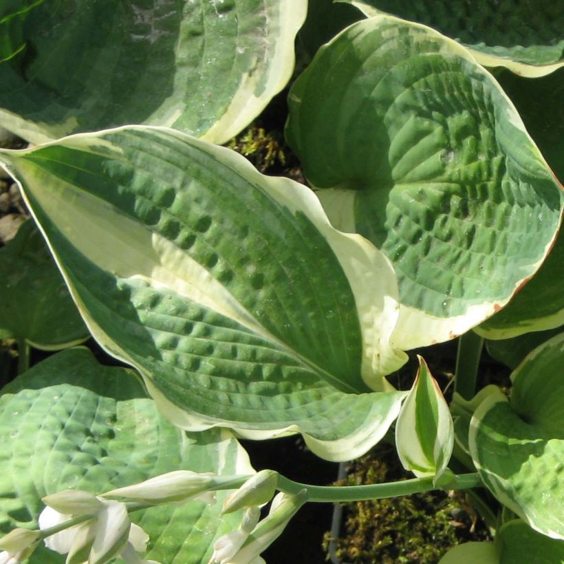 Hosta Pizzazz - Garten-Funkie (Laub)