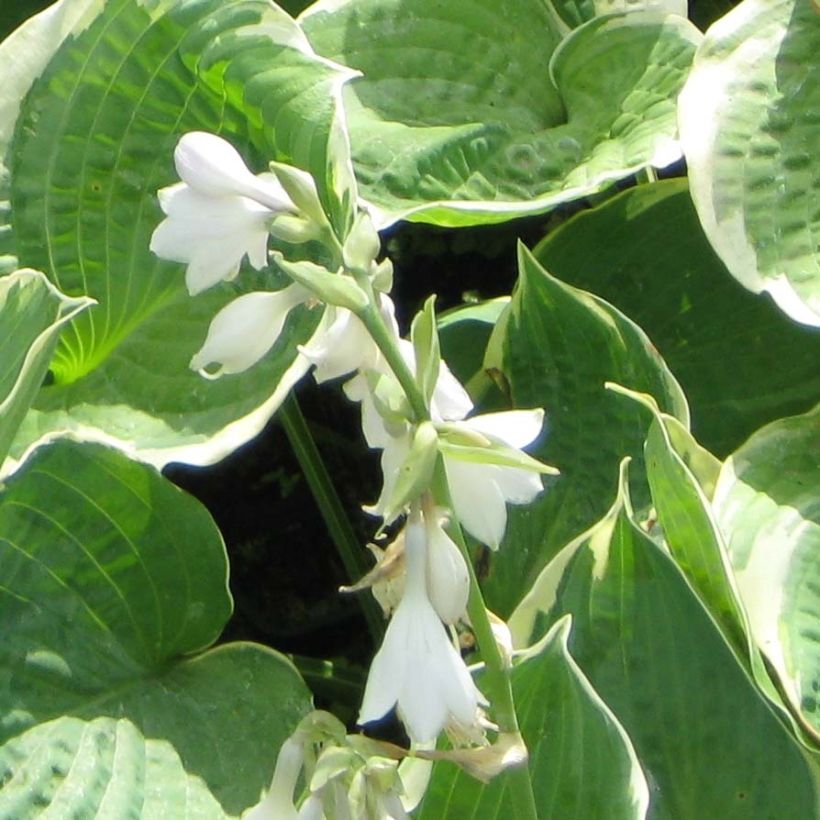 Hosta Pizzazz - Garten-Funkie (Blüte)