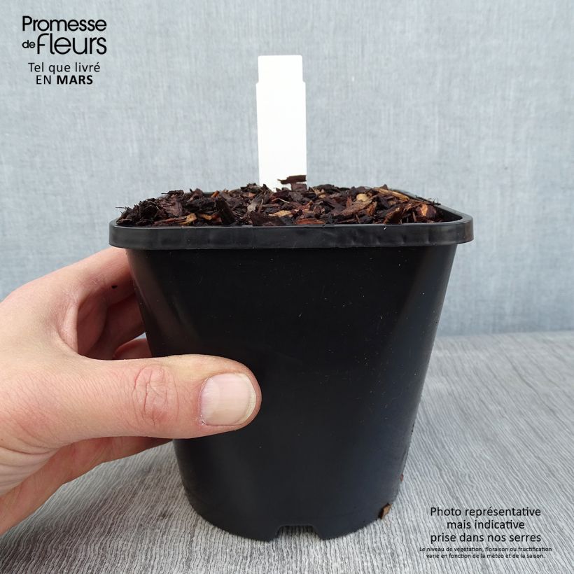 Exemplar von Hosta Pocketfull of Sunshine Pot de 1,5L/2L wie im Winter geliefert