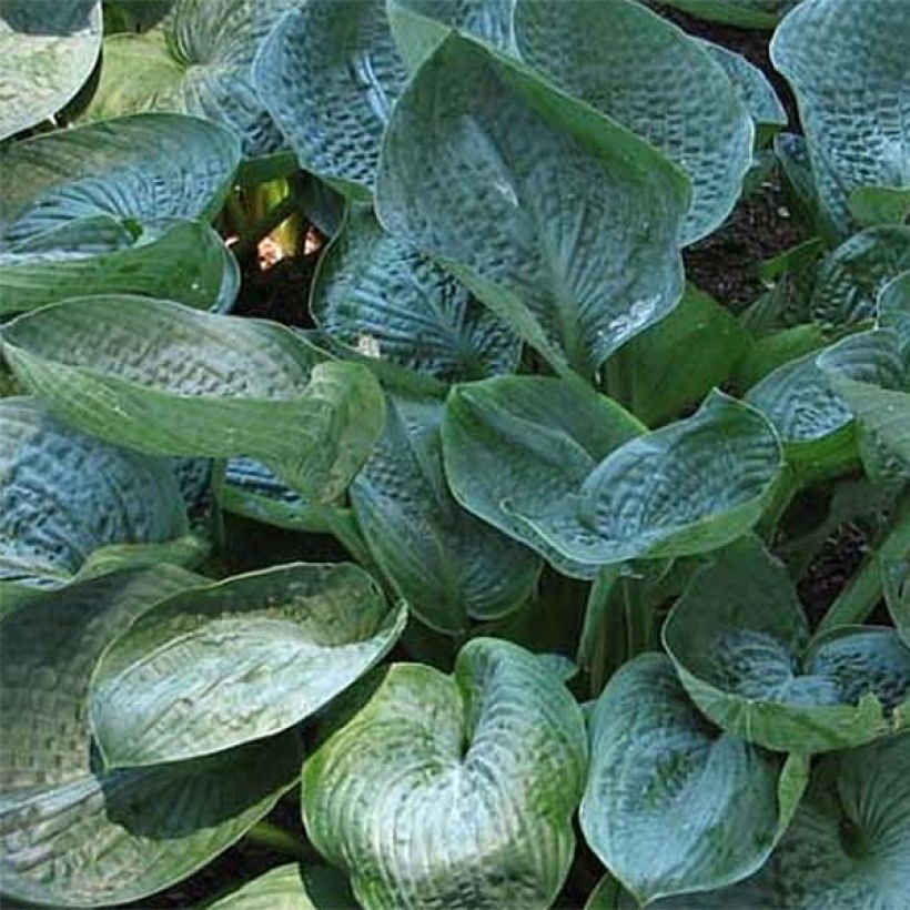 Hosta Prairie Sky - Garten-Funkie (Laub)