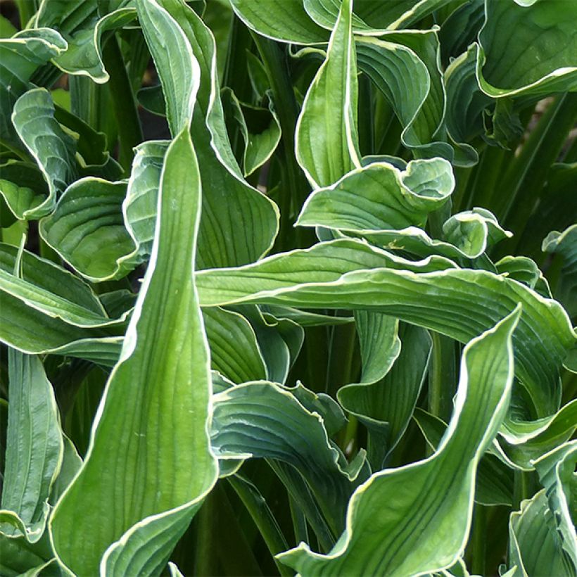 Hosta Praying Hands - Garten-Funkie (Laub)