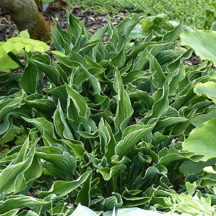 Hosta Praying Hands - Garten-Funkie (Hafen)