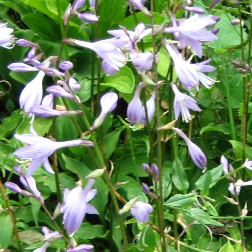 Hosta Purple Dwarf - Garten-Funkie (Blüte)