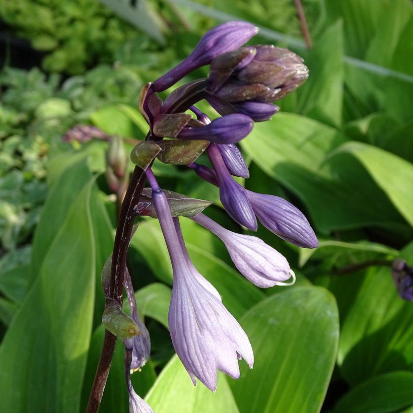 Hosta Purple Heart - Garten-Funkie (Blüte)