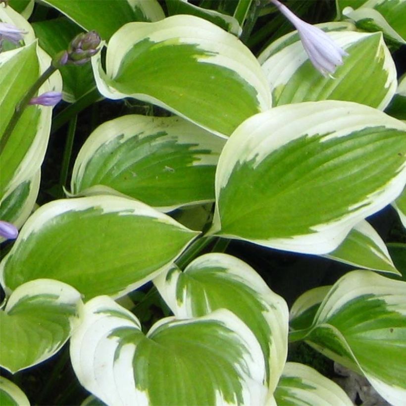 Hosta Queen Josephine - Garten-Funkie (Laub)