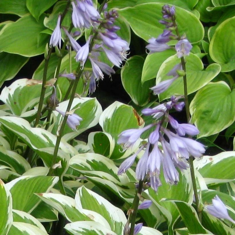 Hosta Queen Josephine - Garten-Funkie (Blüte)