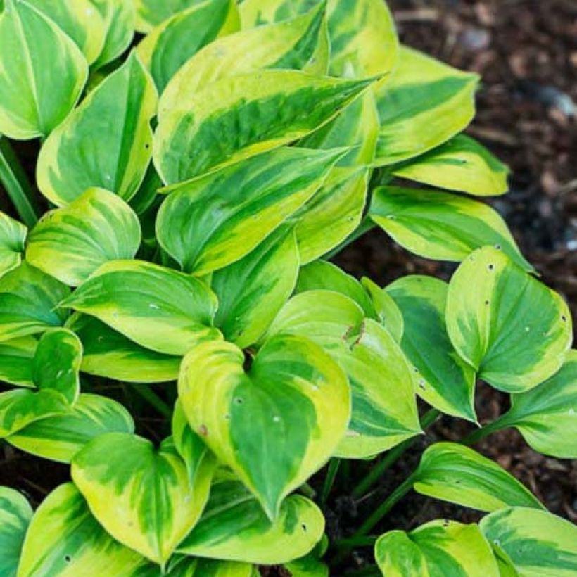 Hosta Radiant Edger - Garten-Funkie (Laub)