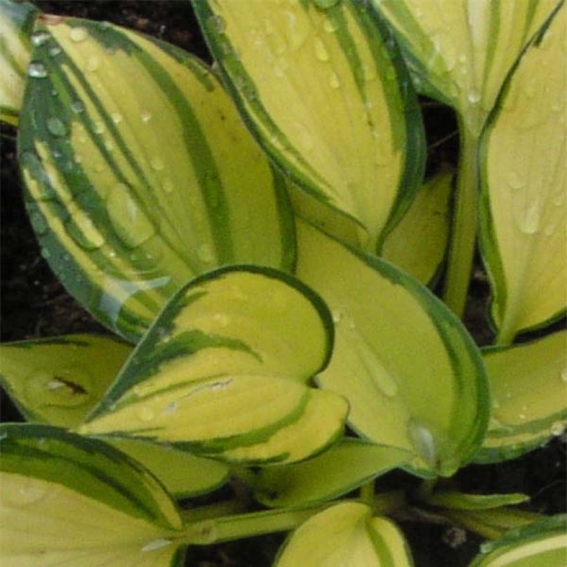 Hosta Remember Me - Garten-Funkie (Laub)