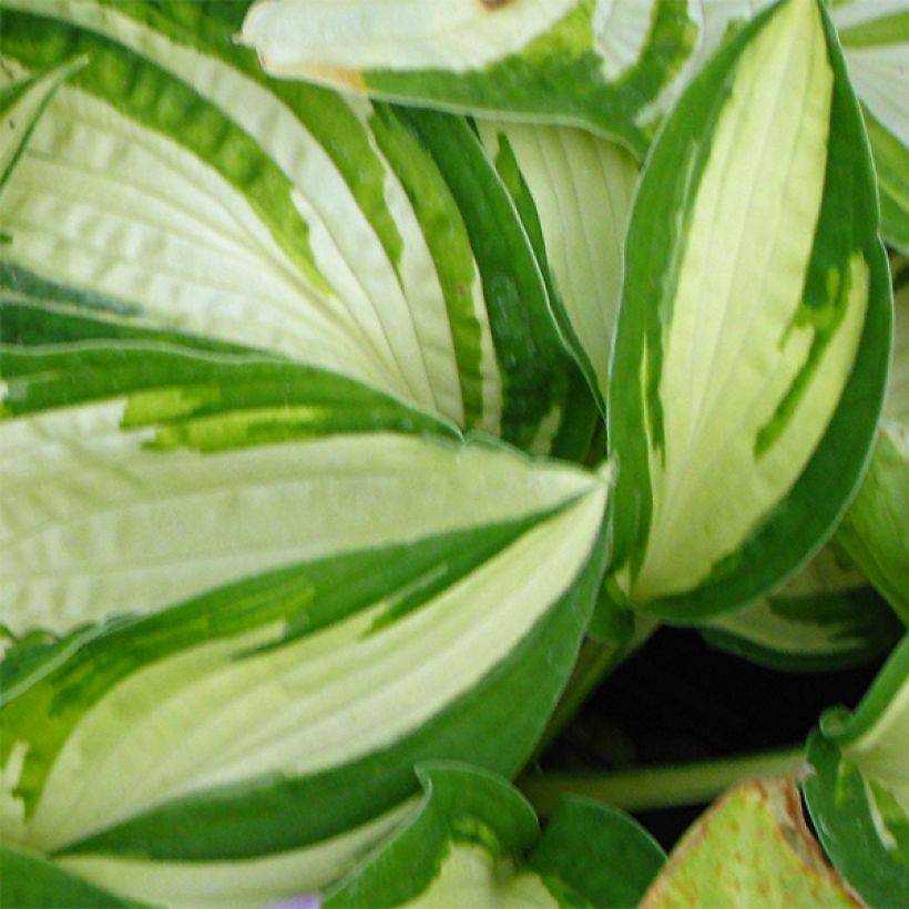 Hosta Reversed - Garten-Funkie (Laub)