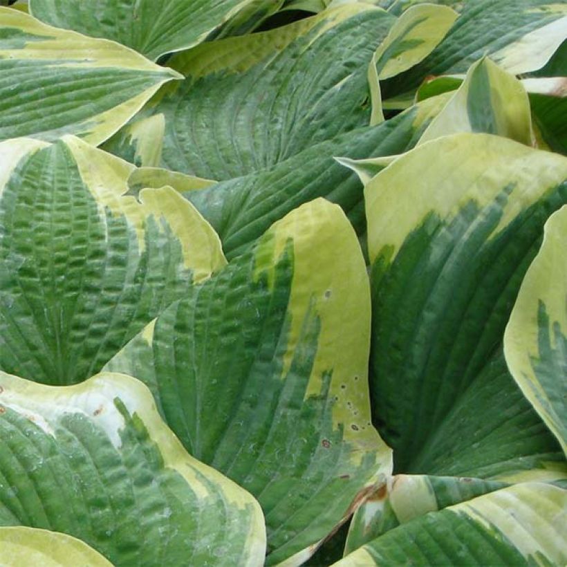 Hosta Robert Frost - Garten-Funkie (Laub)